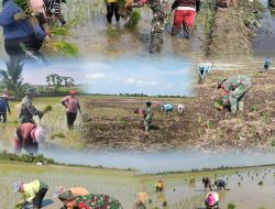 Dukung Swasembada Pangan Nasional, Kodim 0321/Rohil Dorong Petani Percepat Luas Tambah Tanam Padi di Empat Kepenghuluan