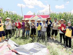 Dukung Asta Citra Presiden RI,  Kapolsek TPTM Pimpin Panen Raya Jagung Serentak Kwartal lll